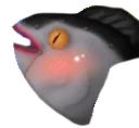 blushfish blushfish
