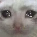 sadCat