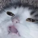 Catastrophe_wha