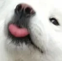 mlem