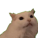 CatMeow