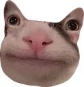 catto catto