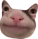 catto