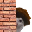 tricatPeek