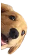 woweelurkBOYE