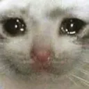 sadcat Discord Emoji