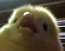 birb