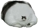SCmegachonk