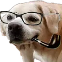 anotherdog
