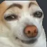 hehedogtwo