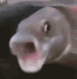 PogFish