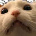 mow mow