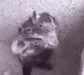 sewershower sewershower