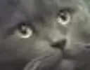 bruh bruh