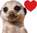 MeercatLove MeercatLove