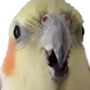 birdpog