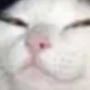 nekosmugest