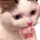 CR_paw CR_paw