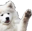 DogWave