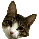 AceCat
