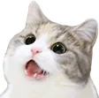 catAmaze catAmaze