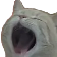 :kittyawn: