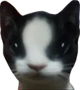 bipbrain bipbrain