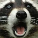 RaccGasp RaccGasp