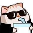 coolcatsip
