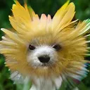 dog_flower_0 dog_flower_0
