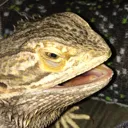 HappySteve Discord Emoji