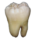 tooth