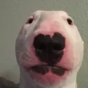 walterdog