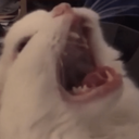 catNUT Discord emoji