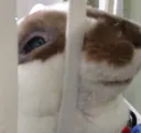 wolfsbanesmirk