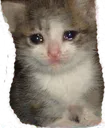 Sad_Kitty