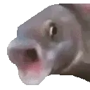 fishsuc