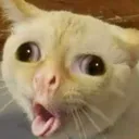 coughingcat coughingcat