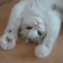 GifOfAKitten Discord Emoji