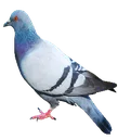 pigeon pigeon