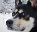 DogAirportCopDog2 DogAirportCopDog2
