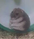 sadhamster