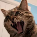 willascream willascream