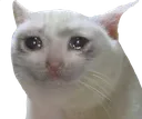catsniffle