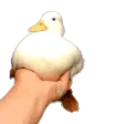 quacK quacK