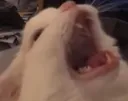 yellcat