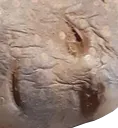 potatired