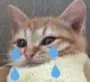 sad_cat16