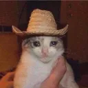 sadcowboicat