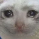 sadcat